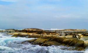 la colonia di foche di Duiker Island (Hout Bay)